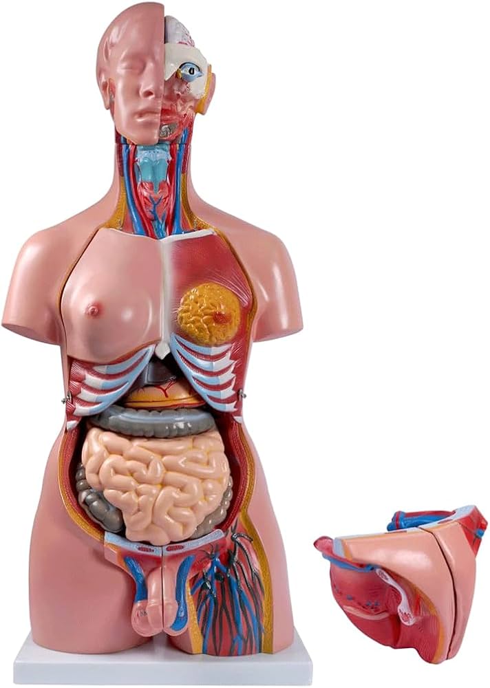 Motional Hybrid Human-AV Model