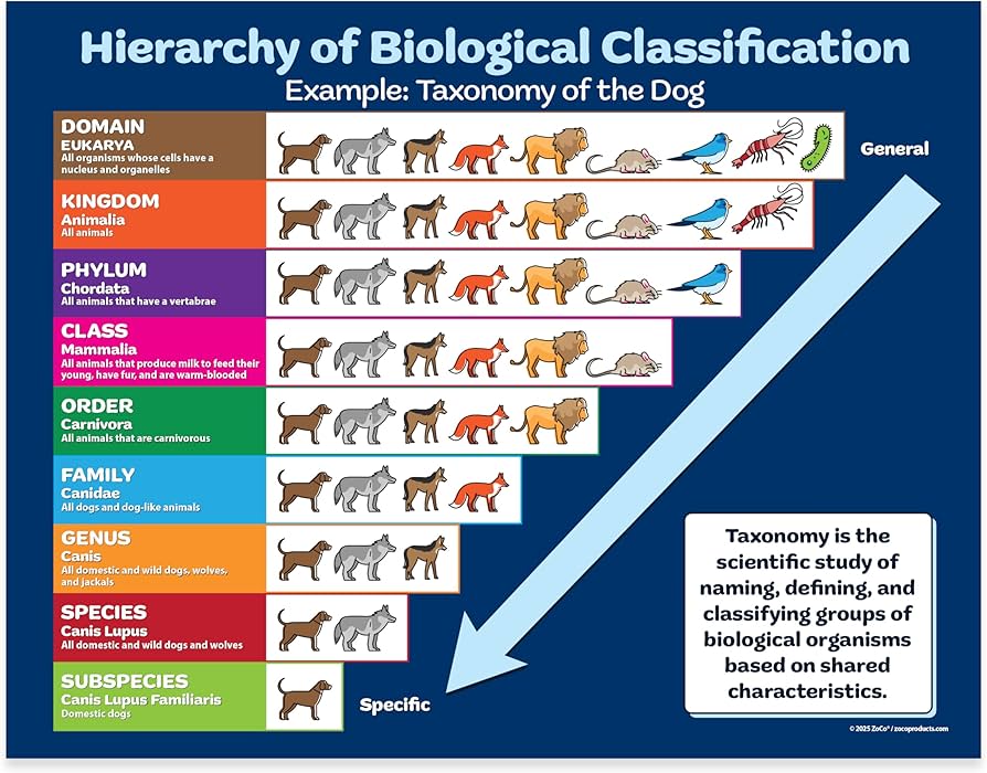 SAE J3016 Taxonomy Poster
